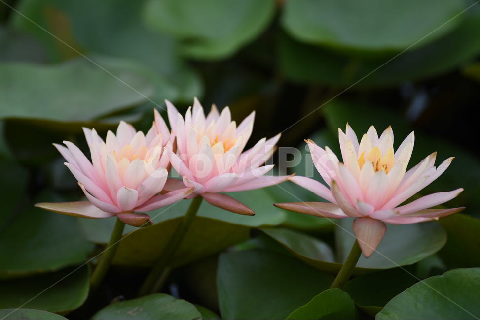 꽃,연꽃,식물,여름,연잎,식물,자연,plants,nature,꽃,flower