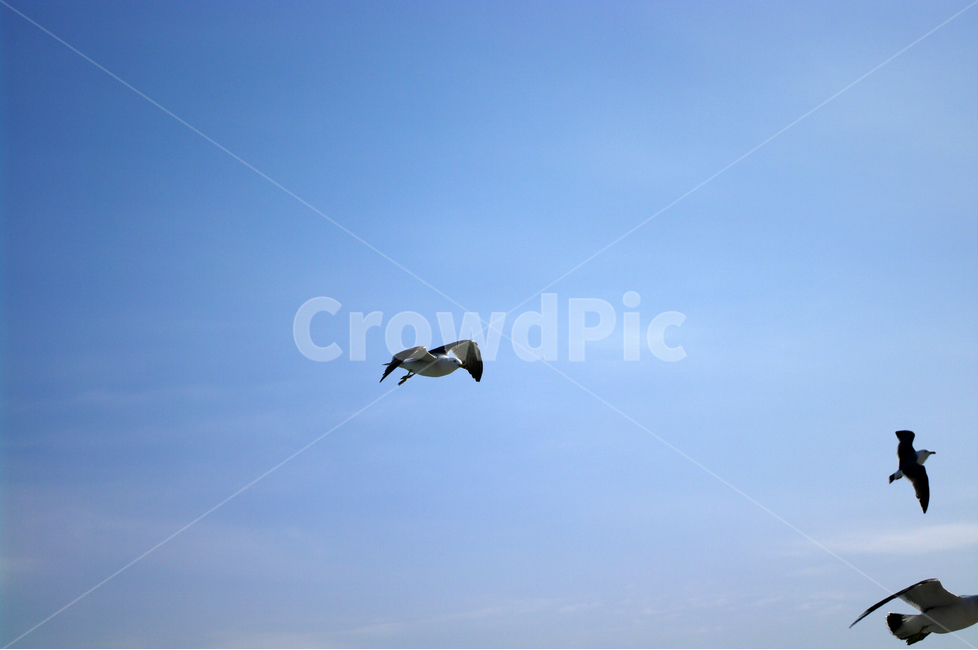 갈매기,하늘,새,조류,날개,동물,animal,조류,새,birds