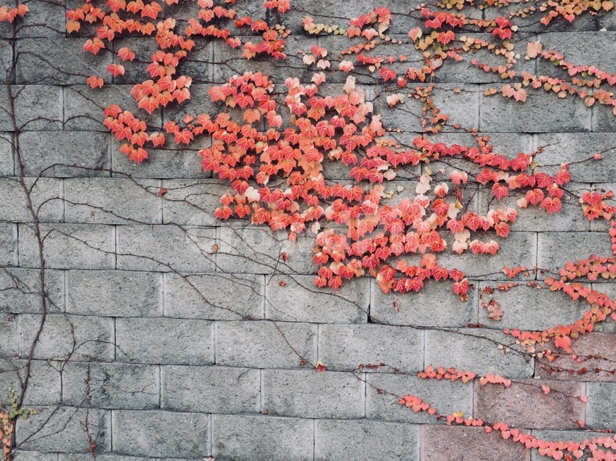 단풍잎,단풍나무,낙엽,나뭇잎,나무,가을,풍경,자연,감성사진,plantsnature,계절,fall,공원