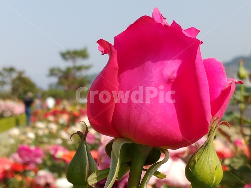 장미,봄꽃,식물,빨간장미,꽃,식물,자연,plants,nature,꽃,flower