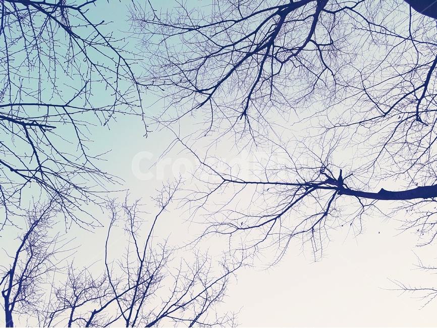 나무,겨울,풍경,계절,봄,새싹,하늘,색감,컬러,사진,풍경사진,겨울,계절,winter,season,식물,자연,plants,nature,나무,trees,wood