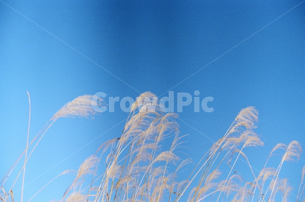 필름사진,억새,억새풀,수원화서공원,풍경사진,가을,계절,fall,autumn,season,식물,자연,plants,nature,감성,sensible,feeling,grass,잔디,plant,lawn,reed,갈대