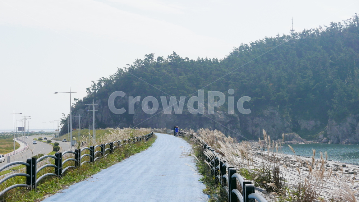 자전거길,군산,선유도,가을길,갈대,road,도로,산책,산책로,자연,풍경,nature,landscape