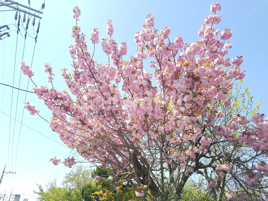 벚꽃,전기줄,나무,봄나무,분홍꽃,봄,계절,spring,season,식물,자연,plants,nature,꽃,flower,plant,blossom