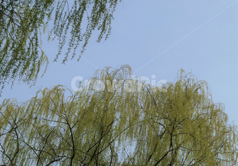 자연,샛강,봄,나무,풀,꽃,초록,숲,식물,자연,plants,nature