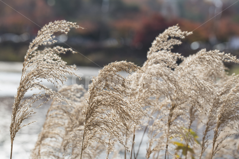 억새,억새풀,가을,자연,호수,갈대,가을,계절,fall,autumn,season,grass,잔디,plant,식물,lawn,reed