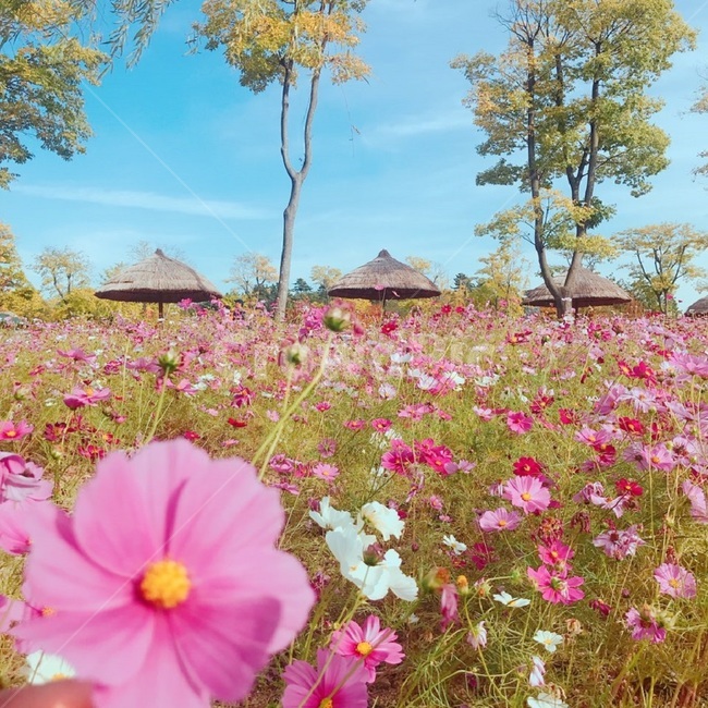 코스모스,꽃,들판,자연,풍경,꽃밭,순천만,순천만국가정원,가을,계절,fall,autumn,season,식물,자연,plants,nature,꽃,flower,outdoors,옥외,plant,building,건물,rural,농촌