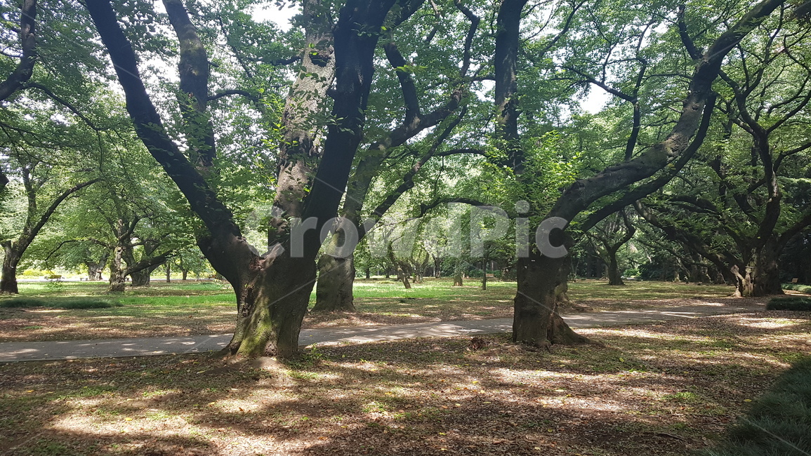 treetrunk,나무줄기,tree,plant,나무,treetrunk,나무줄기
