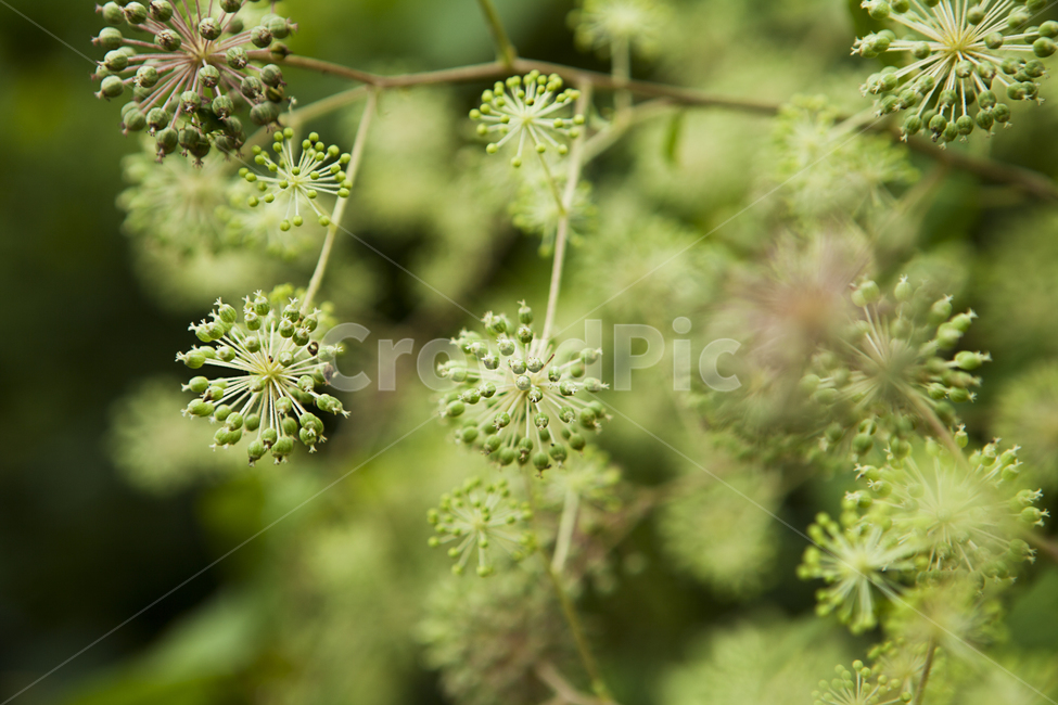 식물,꽃,녹색,여름,배경흐림,plants,green,flower