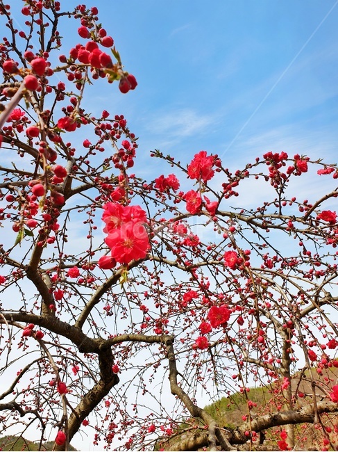 plant,식물,flower,꽃,blossom,cherryblossom,봄,꽃,flower,나무,trees,wood