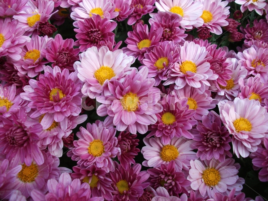 꽃,봄,꽃사진,여행,사진,식물,자연,plants,nature,꽃,flower