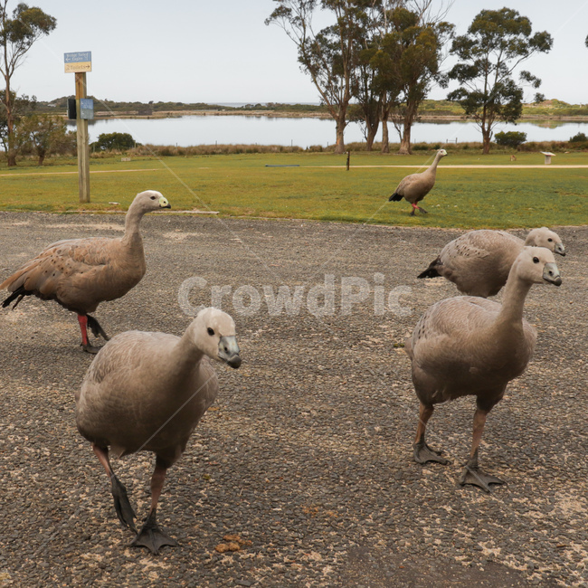 새,기러기,goose,bird,capebarrengoose,호주기러기,야생기러기,호주,australia,australiagoose,동물,animal,조류,동물,animal,조류,새,birds