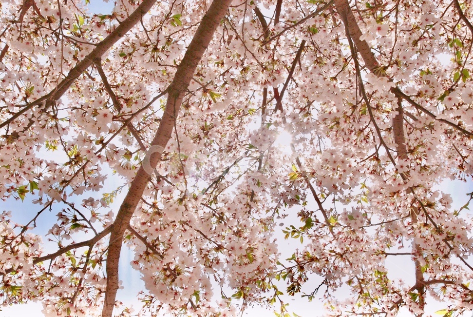 봄,벚꽃,꽃,나무,자연,봄,계절,spring,season,식물,자연,plants,nature,꽃,flower,plant,blossom,cherry blossom