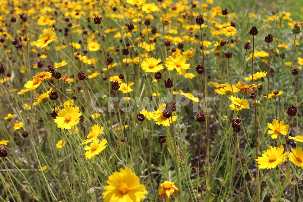 꽃,노란꽃,노랑,노랑색,여름꽃,flower,yellow,수많은,풀,풀밭,summer,여름,꽃밭,맑은,고독,고독한,식물,초록,초록색,green,나뭇잎,잎사귀,자연,자연물,nature,수놓은,배경,배경화면,바탕,싱그러운,아름다운