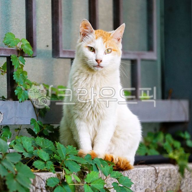 Meow,wild animals,Pets,pet cat,stray cat,mammal,cat,animal,mammalia,pet