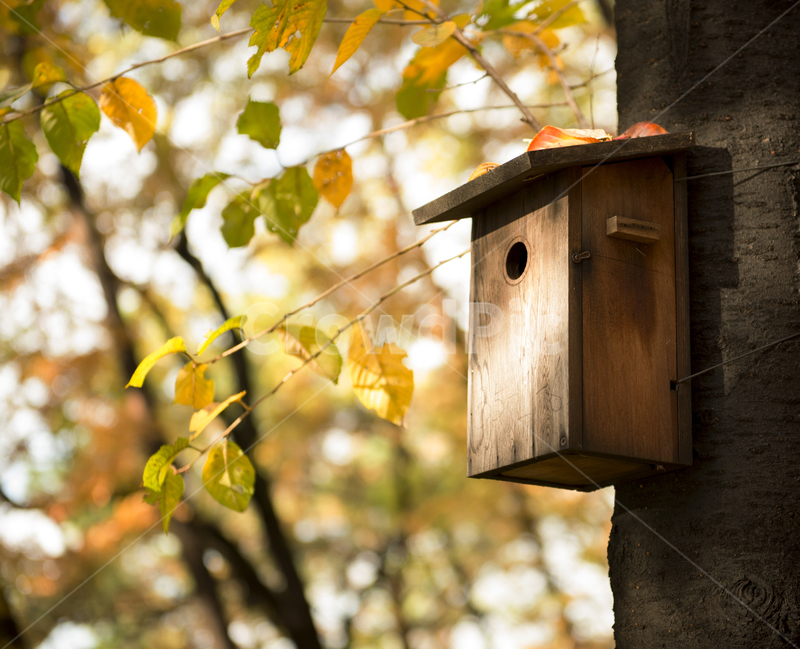 자연,나무,새집,건축물,숲속,nature,birdhouse,structure,forest,hole,가을,계절,fall,autumn,season,사물,물건,오브젝트,thing,object,matter,bird feeder,조류 피더