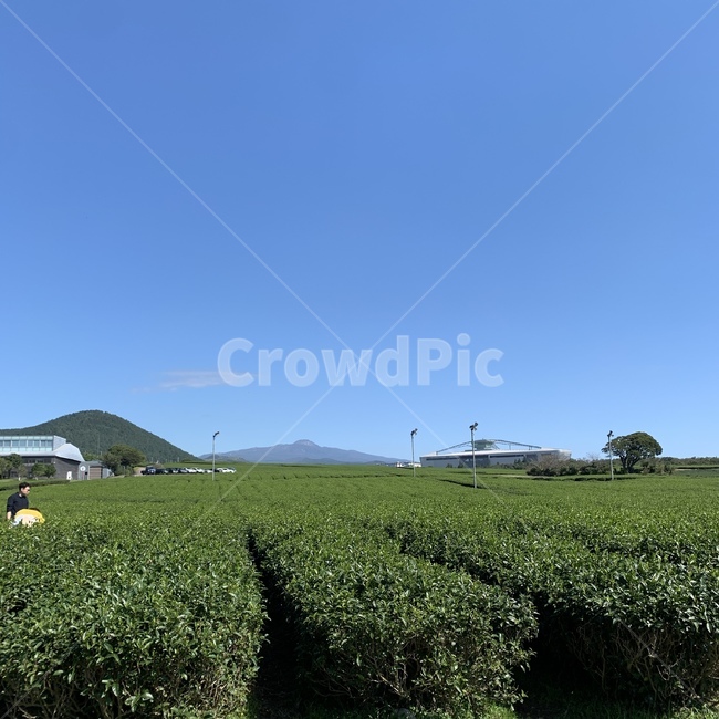 녹차밭,녹차,밭,하늘,하늘색,초록색,차밭,차,outdoors,옥외,농업,농사,agriculture,farming,farming industry