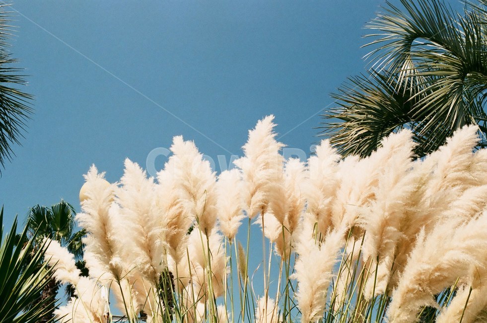 야자수,갈대,여름,하늘,제주도,식물,자연,plants,nature,감성,sensible,feeling