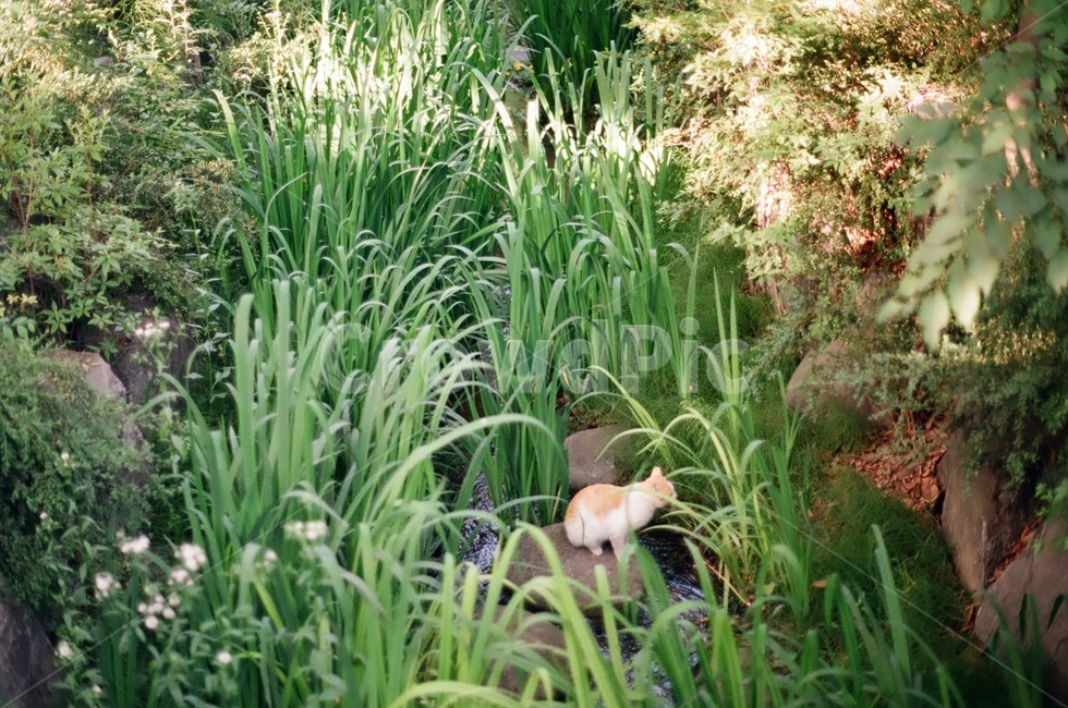 고양이,cat,서울숲,청량한,여름,초록,green,동물,animal,포유류,mammal,고양이,cat,kitten,kitty,감성,sensible,feeling