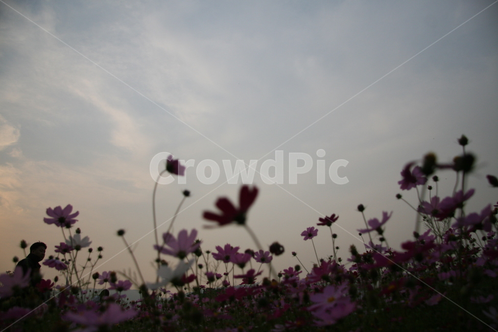 코스모스,plant,flower,꽃,blossom,하늘,가을,계절,fall,autumn,season,식물,자연,plants,nature,꽃,flower