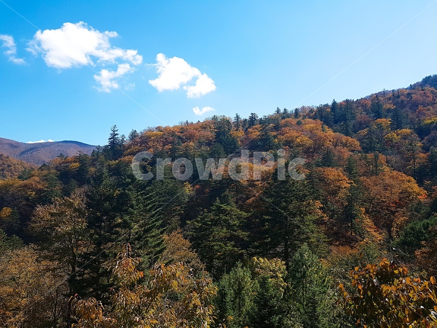 오대산,풍경,가을풍경,landscape,autumn,autumnlandscape,숲,산,나무,하늘,가을,계절,fall,autumn,season,자연,풍경,nature,landscape,tree,plant,식물,fir,전나무