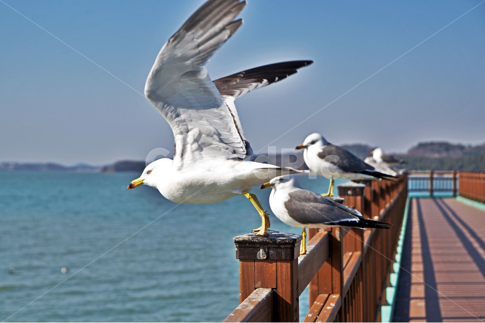 갈매기,새,조류,바다,궁평항,난간,목책,동물,animal,조류,새,birds