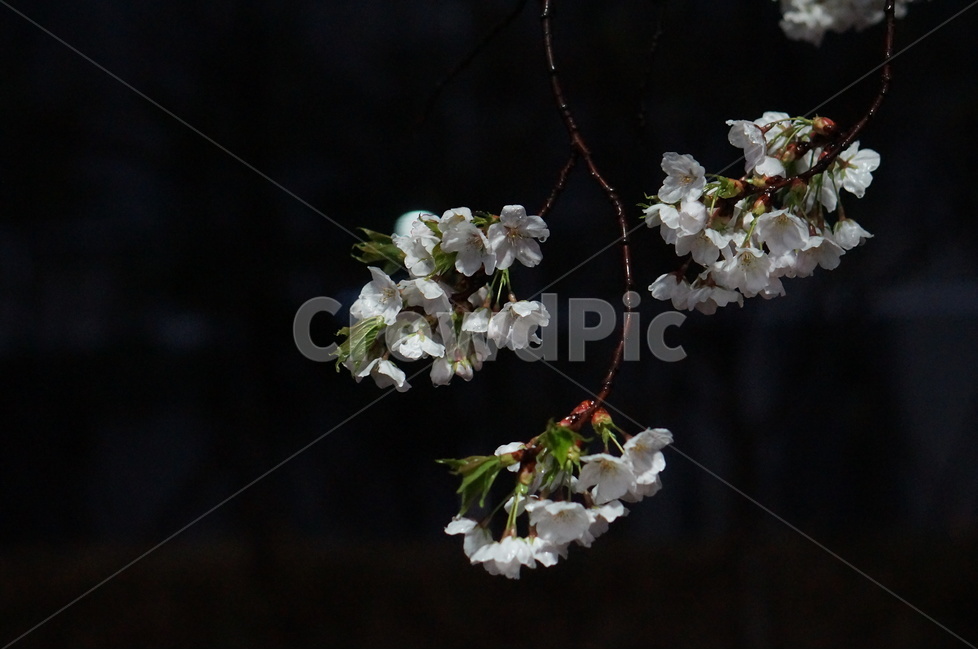 벚꽃,야경,밤,흰색,풍경,봄,봄,계절,spring,season,야경,밤,풍경,nightscape,night,landscape,식물,자연,plants,nature,꽃,flower,plant