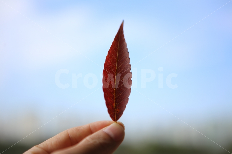 나뭇잎,가을,하늘,낙옆,배경,가을,계절,fall,autumn,season,식물,자연,plants,nature,사람,인물,인간,human,person,신체일부,몸,body,감성,sensible,feeling,leaf,잎,plant,insect,곤충,invertebrate,무척추 동물,animal,동물
