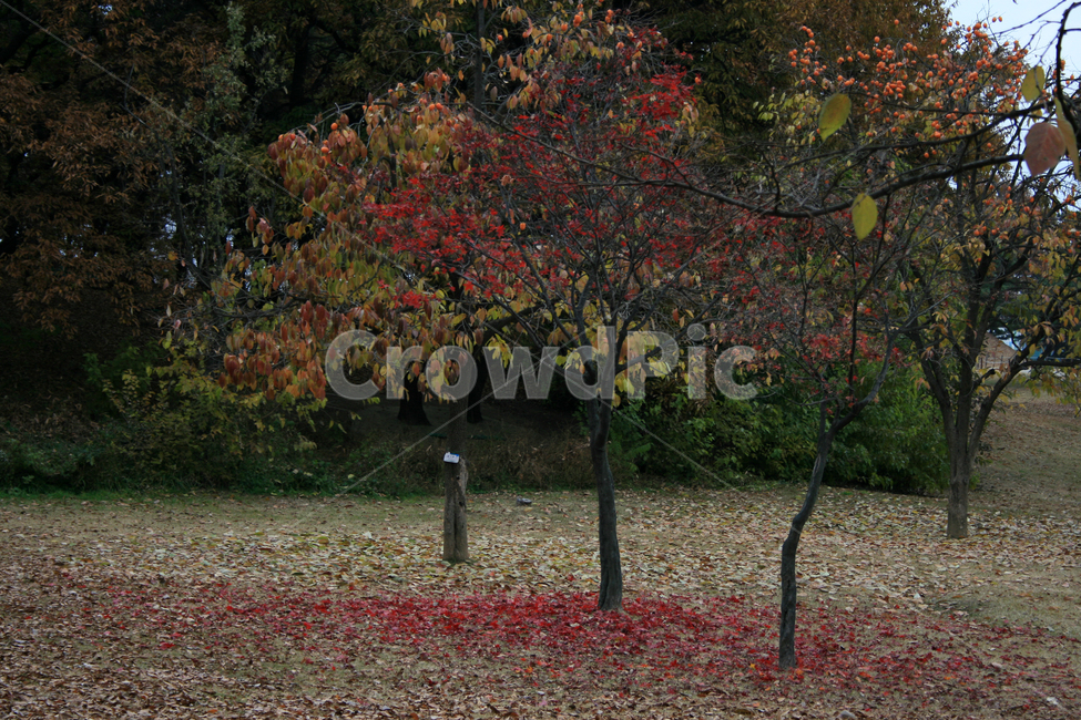 단풍,낙엽,가을,잎,plants,nature,가을,계절,fall,autumn,season,자연,풍경,nature,landscape,식물,plants,나무,trees,wood,tree,plant,tree trunk,나무 줄기,ground,바닥