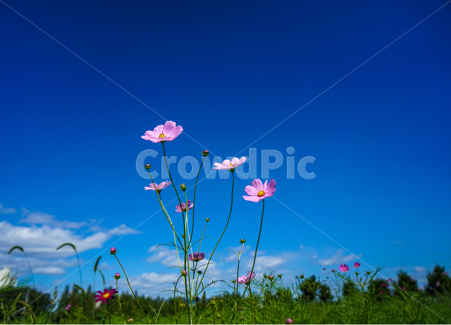 꽃,야생화,코스모스,가을,식물,자연,가을,계절,fall,autumn,season,식물,자연,plants,nature,꽃,flower,outdoors,옥외,grassland,목초지,field,들,rural,농촌,farm,농장,building,건물,meadow