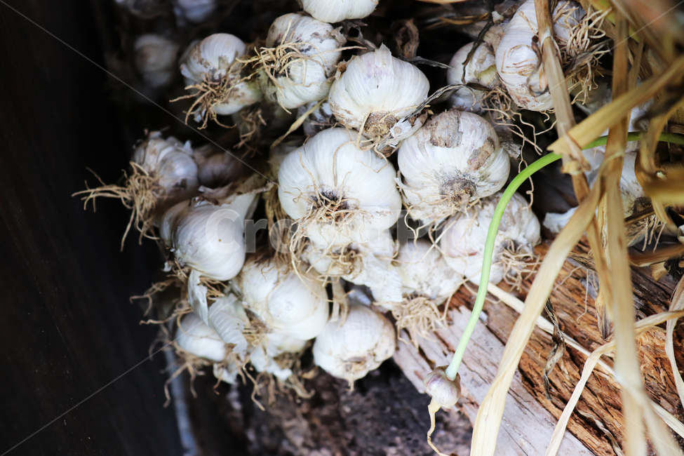 마늘,묶음,garlic,농산물,농작물,건조,식재료,갈릭,음식,식재료,요리,food,cook,meal,dishes,food reserves,채소,야채,vegetables