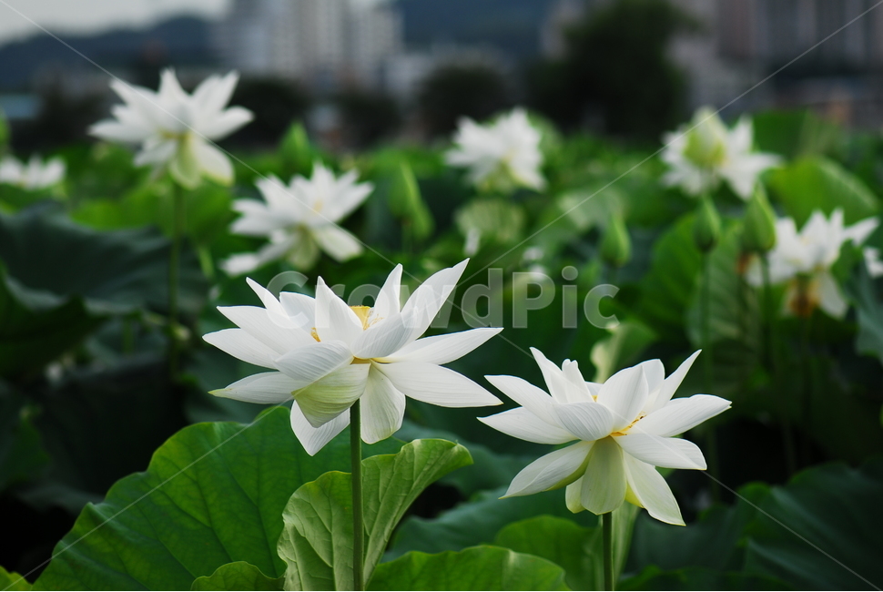 꽃,연꽃,관곡지,불교,여름,식물,자연,plants,nature,꽃,flower