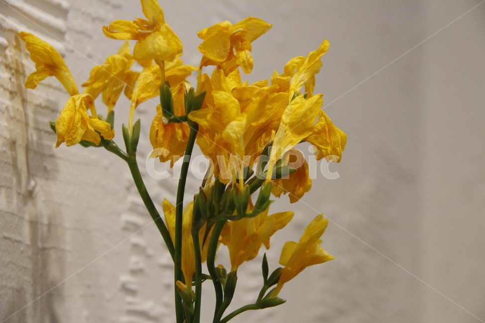 plant,식물,flower,꽃,blossom,노란꽃,장식,꽃꽂이