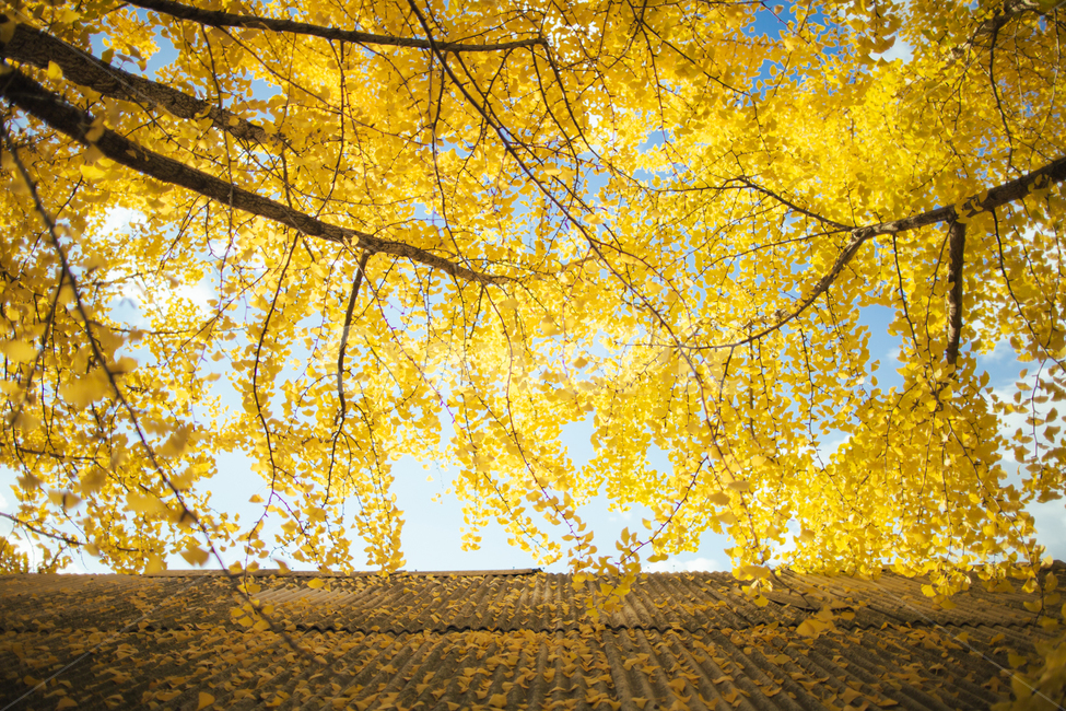 풍경,거창,의동마을,은행나무,노란색,감성사진,가을,자연,가을,계절,fall,autumn,season