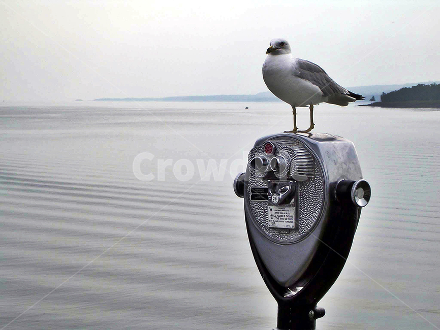 갈매기,새,동물,조류,휴식,동물,animal,조류,새,birds