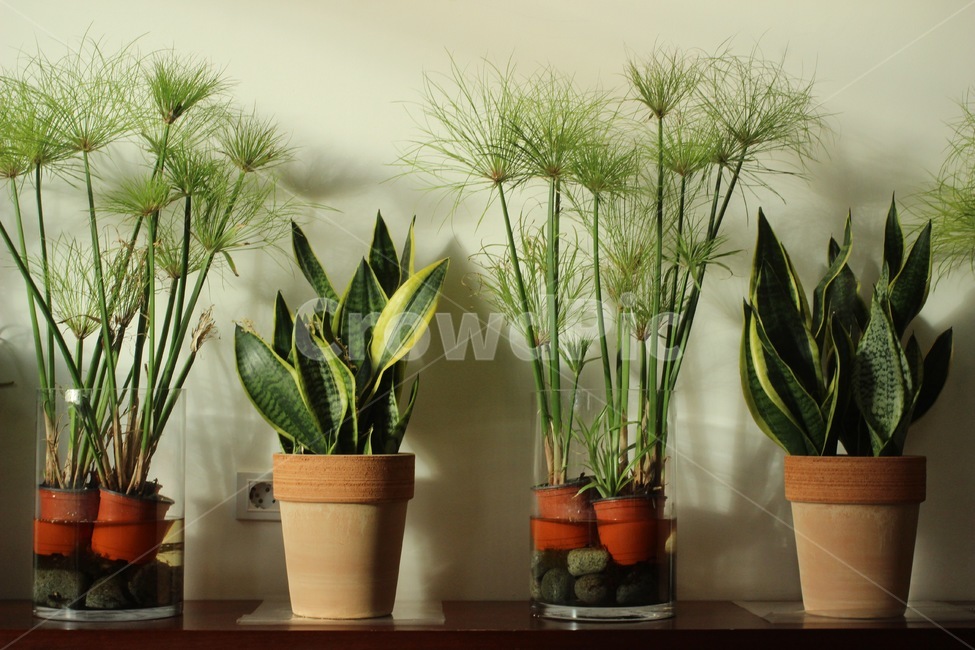 plants,식물,정렬,화분,차분함,식물,자연,plants,nature,실내용화초,화분,화초,house plant