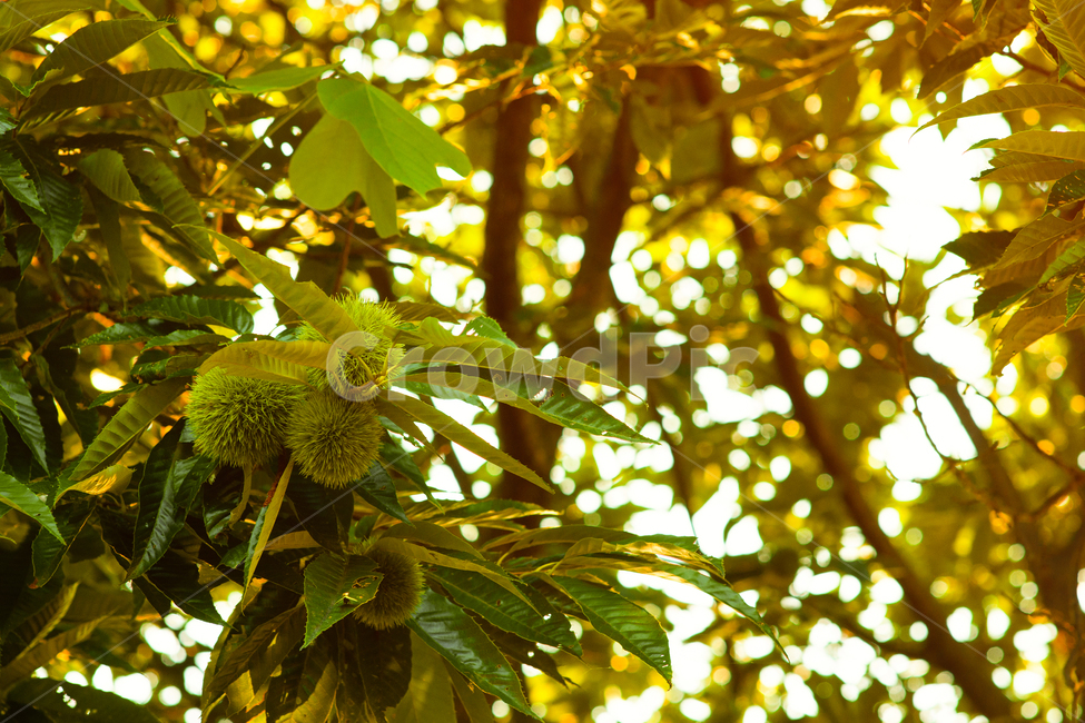 plant,식물,잎,밤송이,밤나무,가을,가을,계절,fall,autumn,season,나무,trees,wood,과일,열매,fruit,leaf,durian,두리안,food,음식