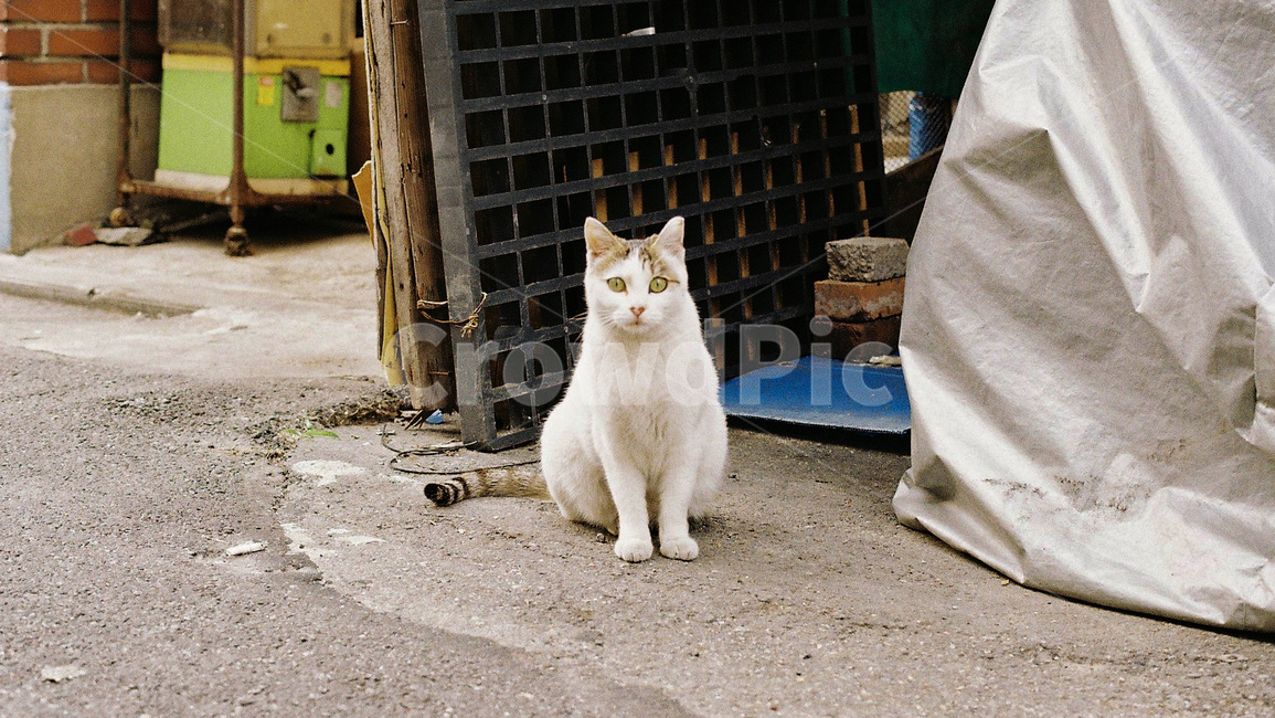 고양이,길냥이,개냥이,귀여움,cat,동물,animal,포유류,mammal,고양이,cat,kitten,kitty