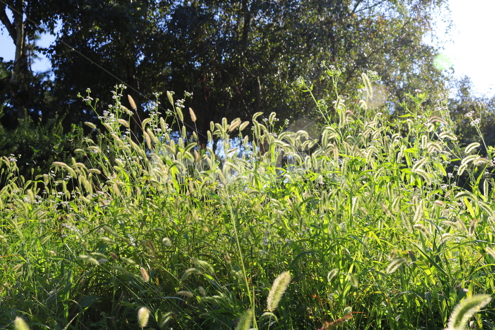 강아지풀,풀,잡초,벼과,식물,자연,구미초,낭미초,개꼬리풀,식물,자연,plants,nature