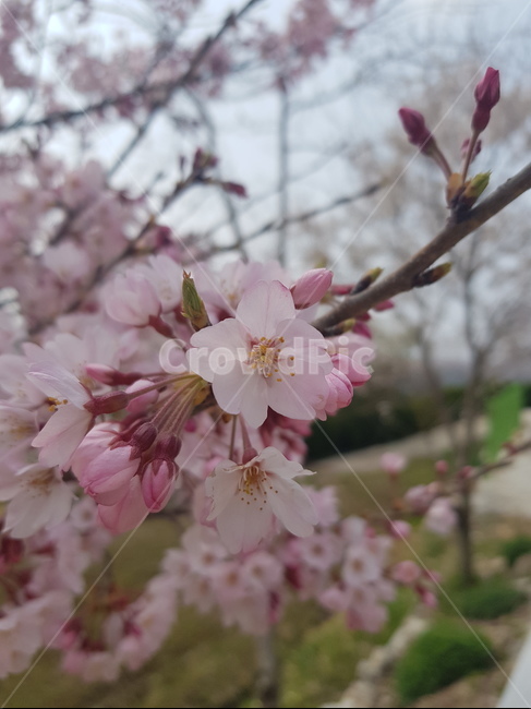 벚꽃,핑크색,핑크벚꽃,봄,꽃봉오리,봄,계절,spring,season,식물,자연,plants,nature,꽃,flower,plant,blossom,cherry blossom