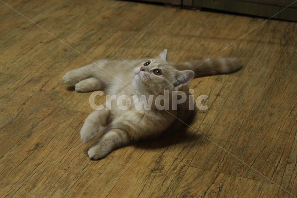 고양이,보리,브리티쉬숏헤어,귀여움,말썽꾸러기