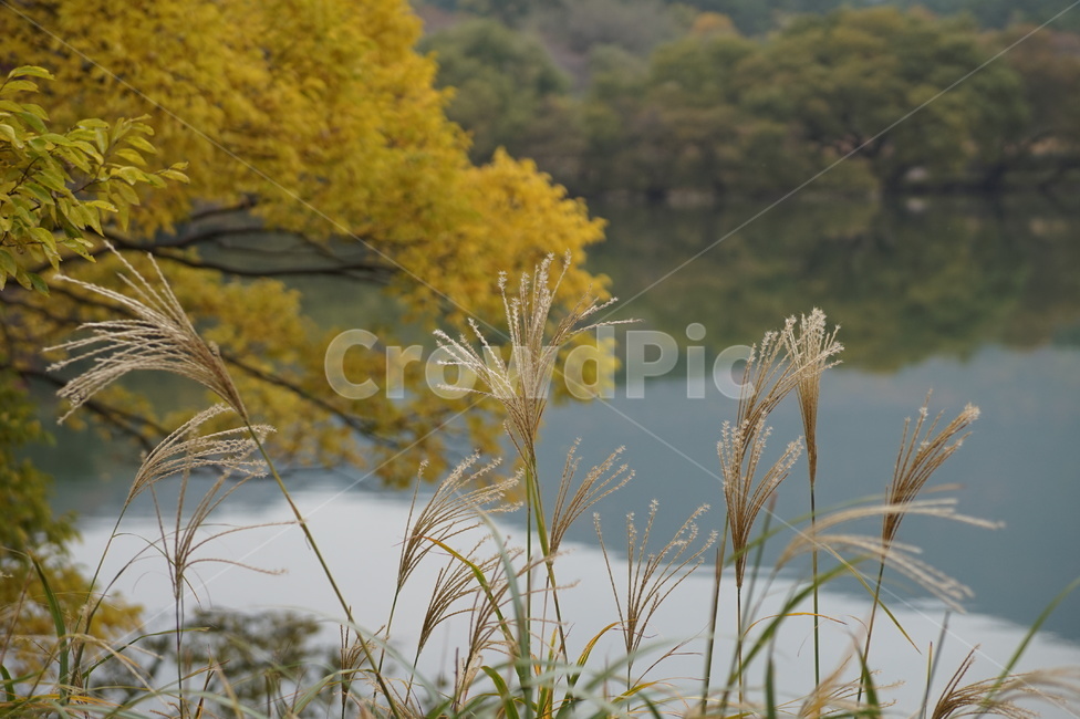 grass,잔디,plant,식물,lawn,가을,계절,fall,autumn,season