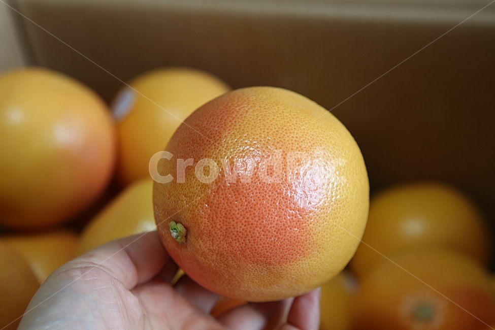자몽,과일,grapefruit,과일사진,레드자몽,제철과일,음식,식재료,요리,food,cook,meal,dishes,food reserves,과일,열매,fruit