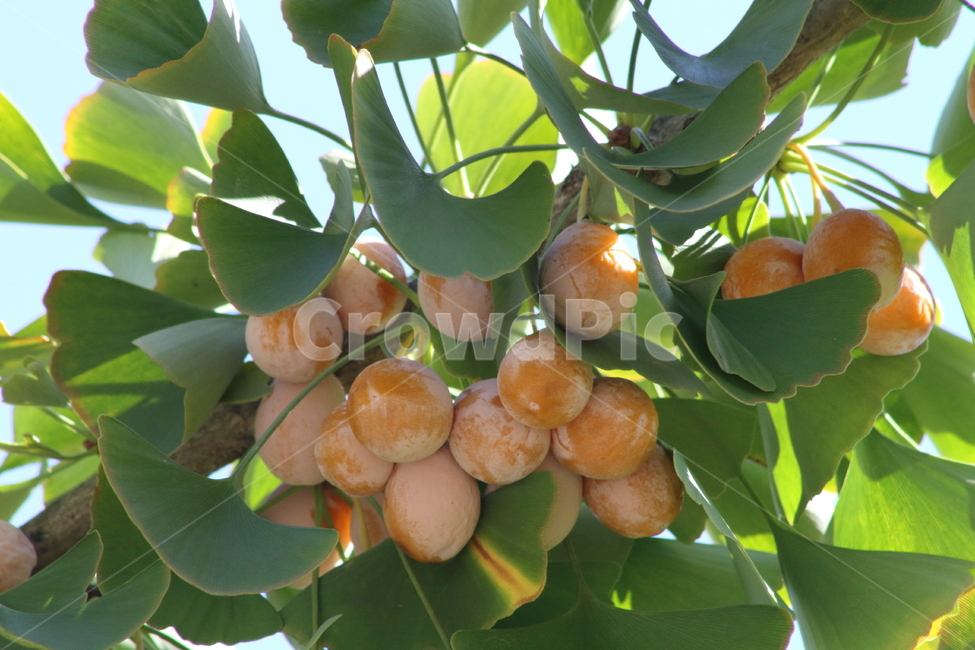 은행나무,은행,열매,식물,maidenhairtree,식물,자연,plants,nature,과일,열매,fruit