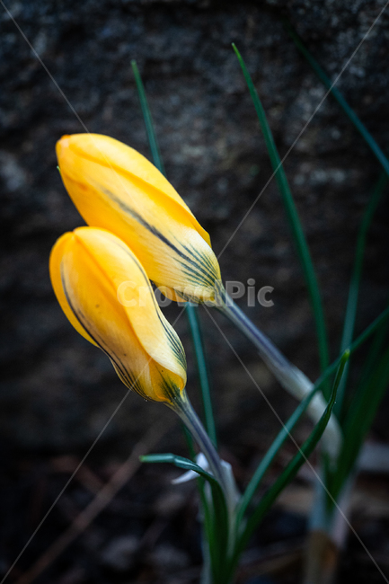 꽃,식물,flower,자연,화초