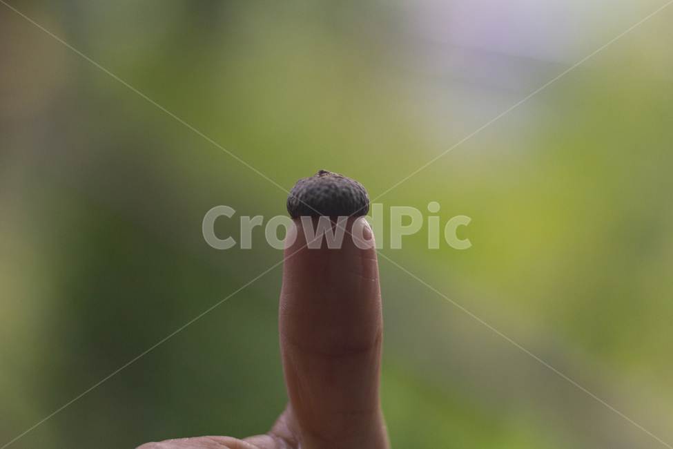 도토리,창의력,손가락,엄지,자연,thumb,nature,finger