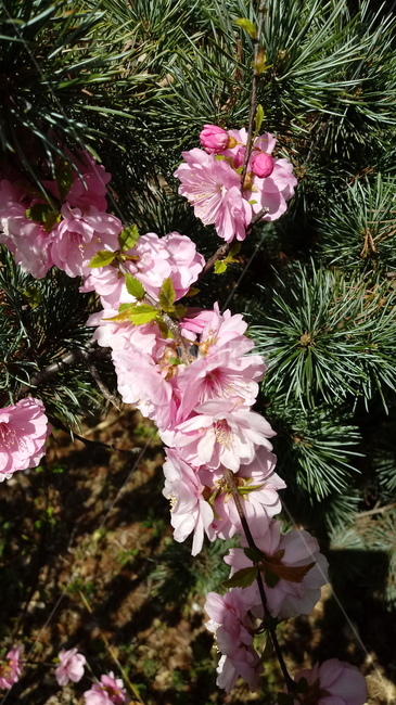 식물,꽃,plant,flower,봄꽃,나무,홍매화