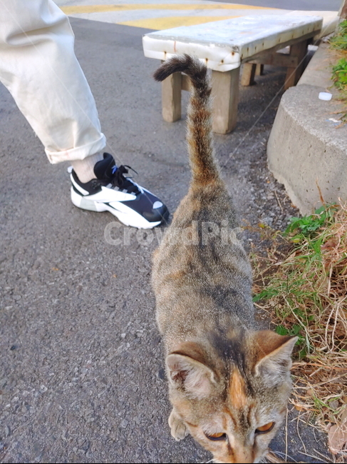 cat,고양이,길고양이,길냥이,동물,펫,포유류