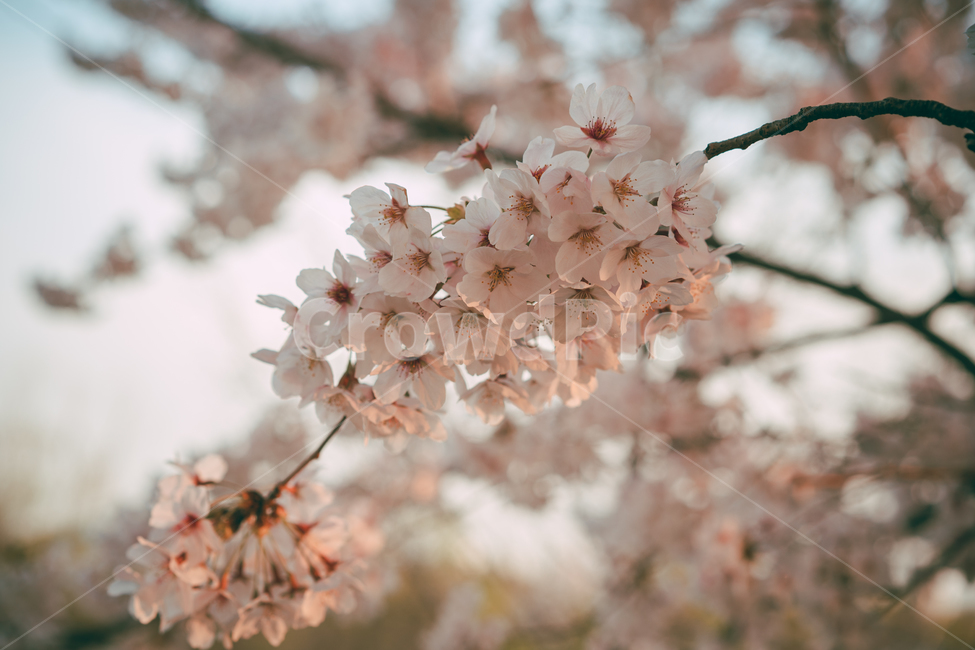 blossom,꽃,flower,벚꽃,cherryblossom,풍경,맥도생태공원,나무