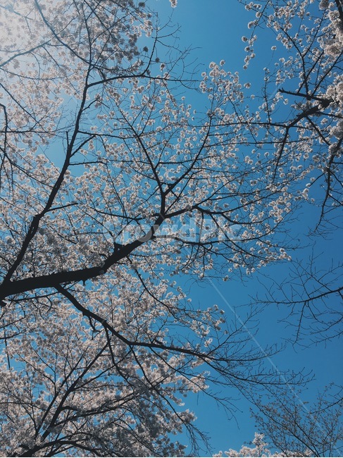 벚꽃,하늘,꽃,벚꽃놀이,봄